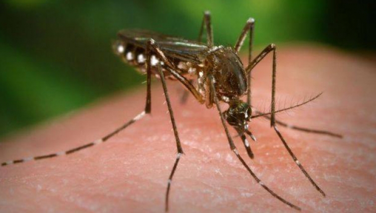 Can mosquitoes carry Coronavirus?