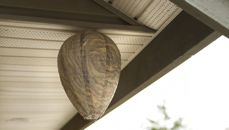 Mythbusters: Decoy wasp nests 