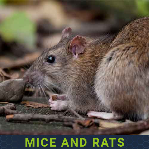 mice and rats