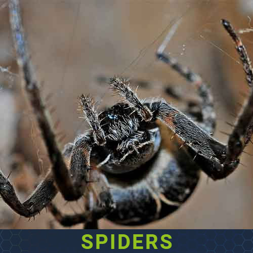 Spiders and More